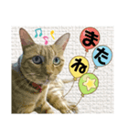 ジャビとココとLINE仲間のペットたちpart2（個別スタンプ：16）