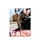 サビ猫ななち怖顔スタンプ（個別スタンプ：31）