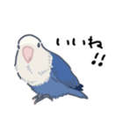 コザクラインコのおいもちゃん②（個別スタンプ：6）