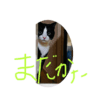 ハチワレめいちゃん20（個別スタンプ：6）