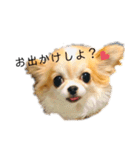 チビ＆ピノ5（個別スタンプ：15）