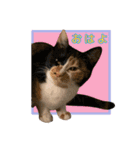 ペロねこスタンプ（個別スタンプ：1）