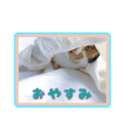 ペロねこスタンプ（個別スタンプ：3）