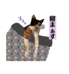 ペロねこスタンプ（個別スタンプ：4）