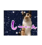 ペロねこスタンプ（個別スタンプ：5）