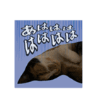 ペロねこスタンプ（個別スタンプ：6）