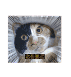 ペロねこスタンプ（個別スタンプ：7）