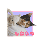 ペロねこスタンプ（個別スタンプ：9）