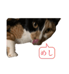 ペロねこスタンプ（個別スタンプ：10）