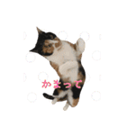 ペロねこスタンプ（個別スタンプ：12）
