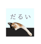 ペロねこスタンプ（個別スタンプ：14）