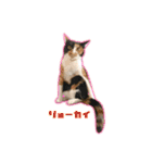 ペロねこスタンプ（個別スタンプ：15）