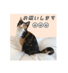 ペロねこスタンプ（個別スタンプ：17）