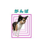 ペロねこスタンプ（個別スタンプ：19）