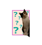 ペロねこスタンプ（個別スタンプ：20）
