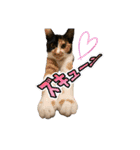 ペロねこスタンプ（個別スタンプ：21）