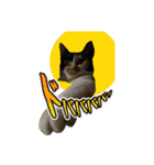 ペロねこスタンプ（個別スタンプ：22）
