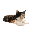 ペロねこスタンプ（個別スタンプ：23）