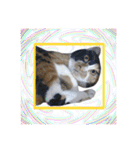 ペロねこスタンプ（個別スタンプ：24）