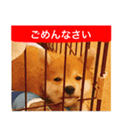 赤柴日記2（個別スタンプ：1）