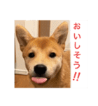 赤柴日記2（個別スタンプ：2）