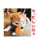赤柴日記2（個別スタンプ：5）