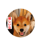 赤柴日記2（個別スタンプ：8）