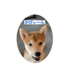 赤柴日記2（個別スタンプ：9）