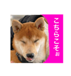 赤柴日記2（個別スタンプ：10）