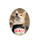 赤柴日記2（個別スタンプ：11）