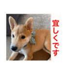 赤柴日記2（個別スタンプ：12）