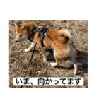 赤柴日記2（個別スタンプ：15）