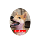 赤柴日記2（個別スタンプ：16）