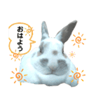 うさぎチビ2021（個別スタンプ：1）