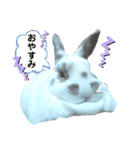 うさぎチビ2021（個別スタンプ：2）