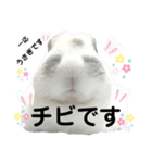 うさぎチビ2021（個別スタンプ：3）