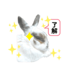うさぎチビ2021（個別スタンプ：4）