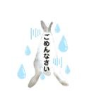 うさぎチビ2021（個別スタンプ：17）