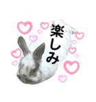 うさぎチビ2021（個別スタンプ：31）
