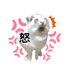 うさぎチビ2021（個別スタンプ：37）