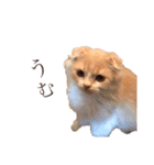 我が家のおいちょまる（個別スタンプ：1）