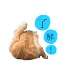 我が家のおいちょまる（個別スタンプ：2）