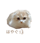 我が家のおいちょまる（個別スタンプ：4）