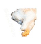 我が家のおいちょまる（個別スタンプ：8）