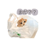 我が家のおいちょまる（個別スタンプ：9）