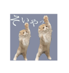 我が家のおいちょまる（個別スタンプ：11）
