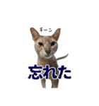 ✾愉快な猫たち4✾（個別スタンプ：7）