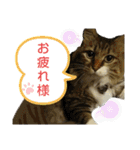 いぐさ猫のスタンプ3（個別スタンプ：1）