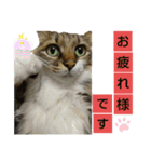 いぐさ猫のスタンプ3（個別スタンプ：2）