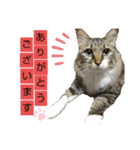 いぐさ猫のスタンプ3（個別スタンプ：3）